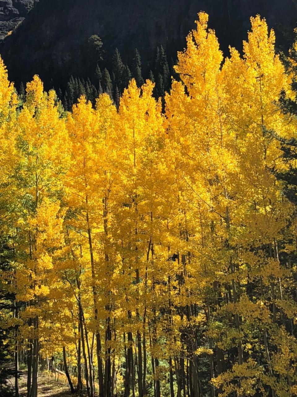 Timber Ridge Lodge Ouray Exteriér fotografie